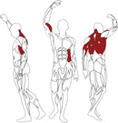 Lavice na zádové svaly s přítahem ve tvaru tyče T LD295 BH Fitness